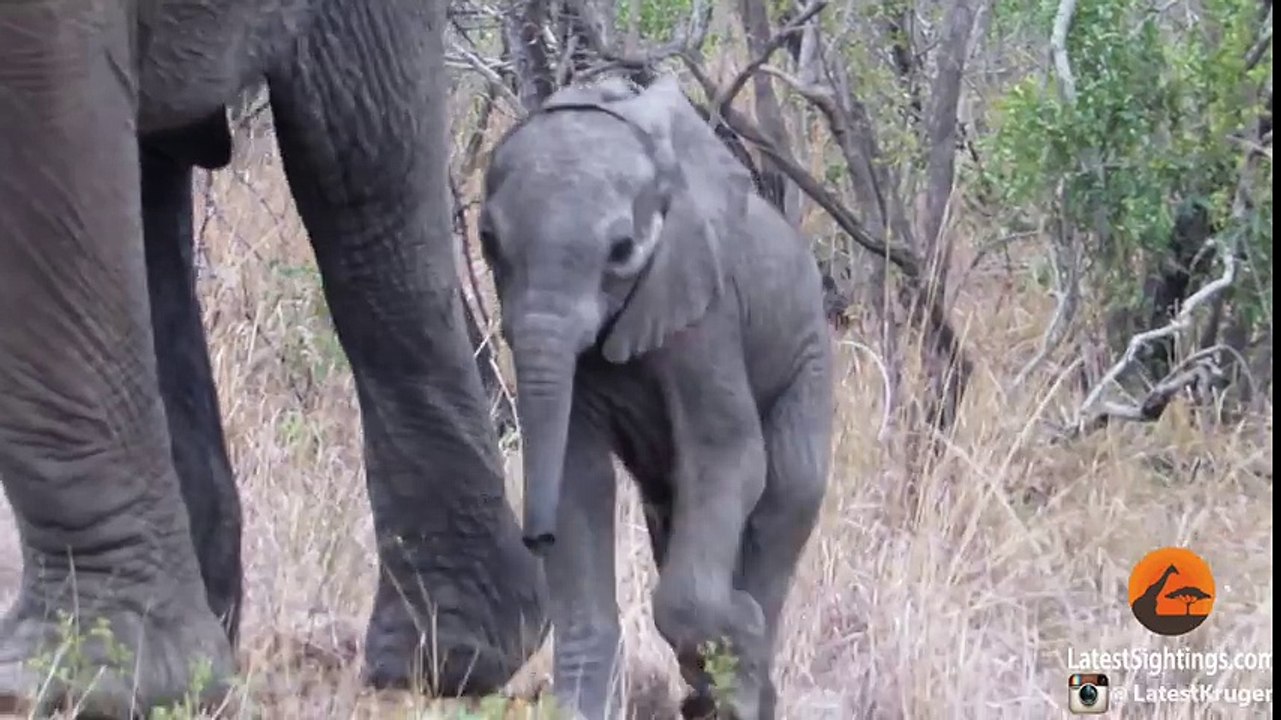 Mother Elephants Protects Calf From Tourists