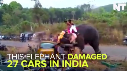 Elephant Damaged 27 Cars In India