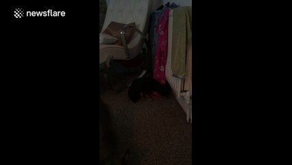 Naughty puppies pulling all of the washing off the radiators to make a warm bed