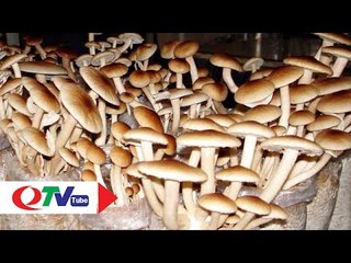 Làm giàu từ cây nấm | QTV