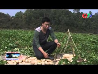 Lạ lẫm củ cải phên Đầm Hà | QTV