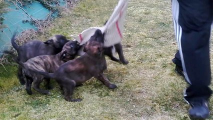 Chiot Chito Kibo's X Jerka des fonds de gueule
