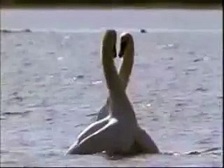 Божественное Проявление Любви !!!