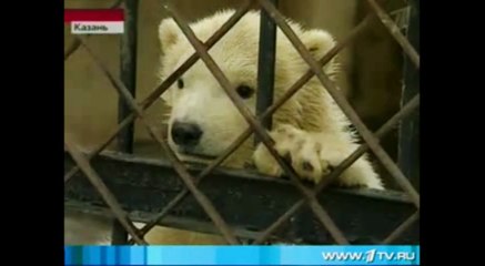 カザン市動物園の赤ちゃん（プロメテイ）一般公開（Mar.13 2008)