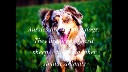 Australian Shepherd