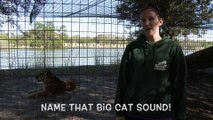 Name That Big Cat Sound