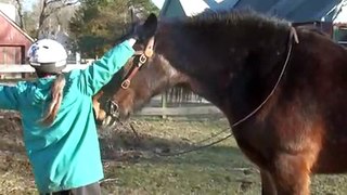 Trixy, Shire horse, Karen bridles her