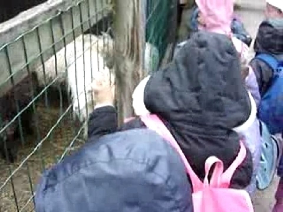 Les moutons