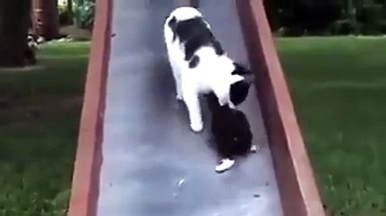 Quand maman chat vient au secour de son petit