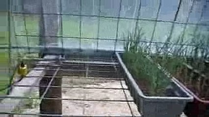 Greenhouse Homemade with Cattle Panels