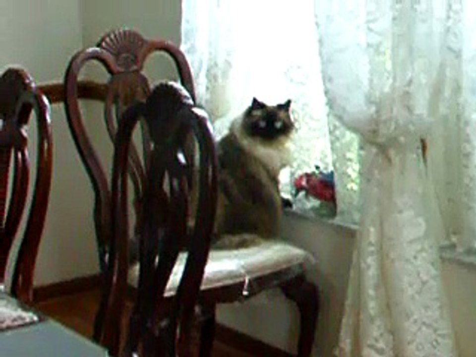 How to Confuse an Already Confused Cat