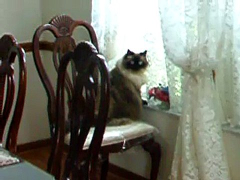 How to Confuse an Already Confused Cat