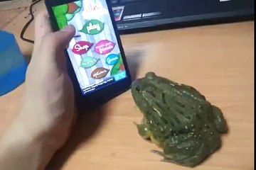 Frogs Like Touch Games Too