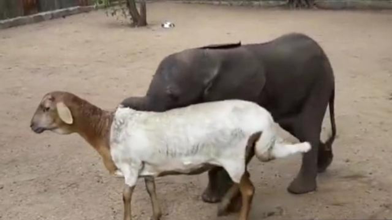 Lamb adopts orphaned rhino and baby elephant