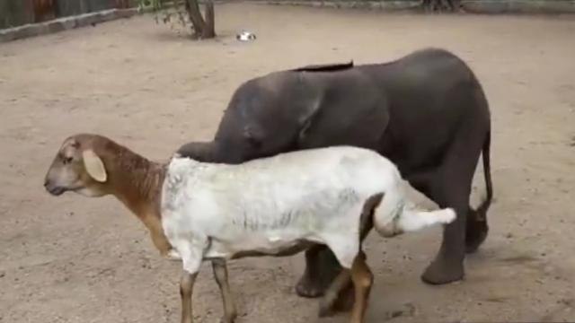 Lamb adopts orphaned rhino and baby elephant