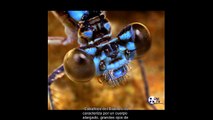 Los Insectos Mas Raros Del Mundo, Weirdest Insects in The World!