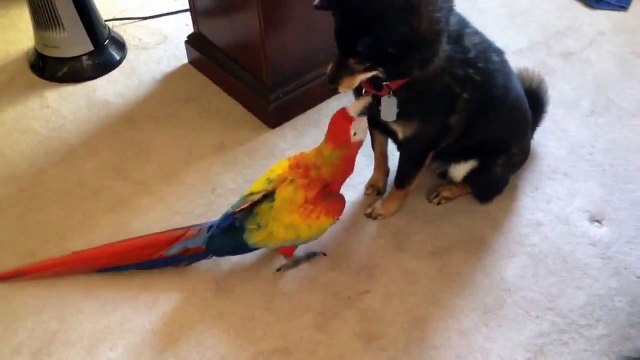 Большой попугай не боится собак.