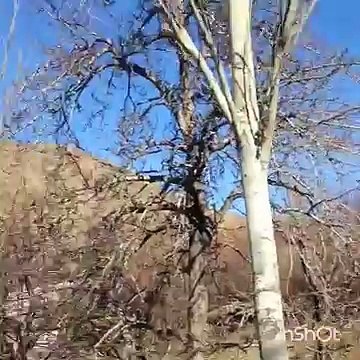 Терек жыгылганский 3