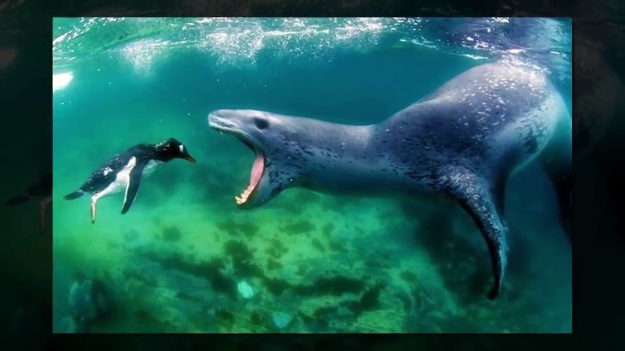 PHOTOS TAKEN AT The RIGHT TIME | Right Moment Pics Fail | Top Funny Videos 2016