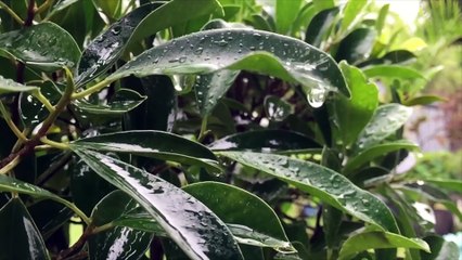 Ile de la Réunion : Une cascade défie les lois de la Gravité