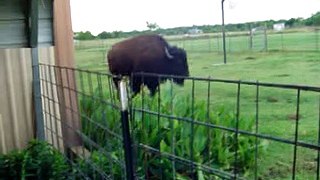Buffalo jumps on trampoline