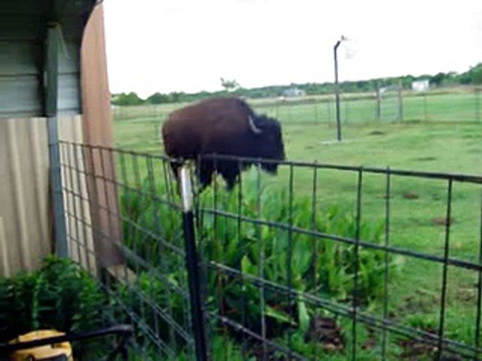 Buffalo jumps on trampoline