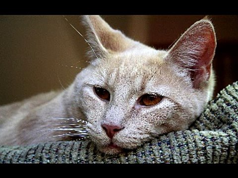 13 min kitty hypnotize ~_~ (part 1238)