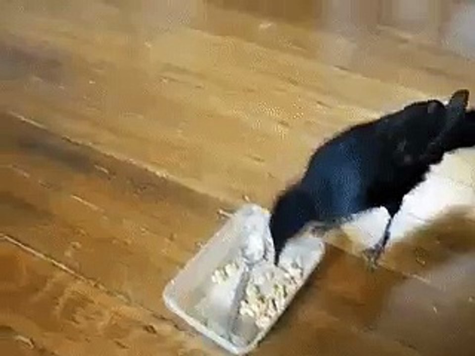 ГРАЧ ДРУЖИЩЕ