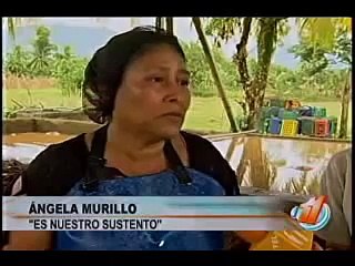 En tres esquinas de San Carlos la yuca constituye una de las principales fuentes de empleo