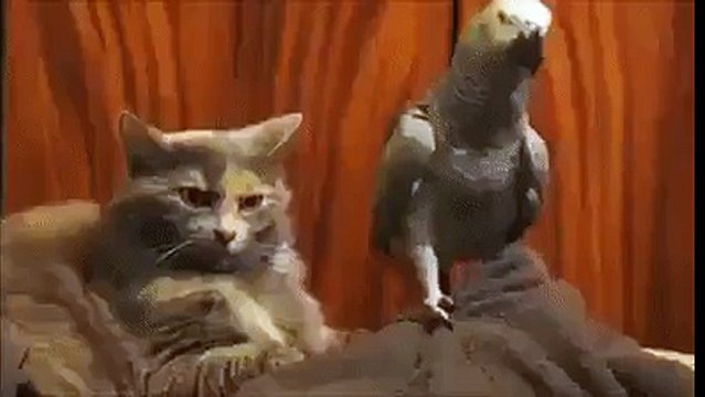 СЕМЕЙНАЯ ПАРА