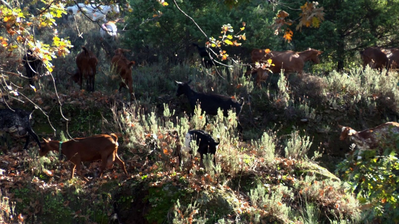 Criando Naturaleza - Sierra de Gredos, tierra de robles y cabras