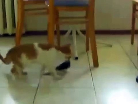 Котенок и попугай. Котенок проявляет интерес.