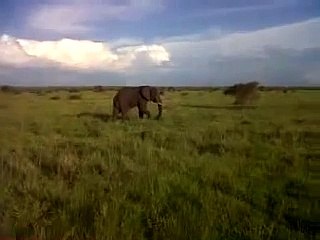 Un gars ivre mort charge un éléphant ! WTF !