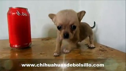 Venta de Chihuahua Cabeza de Manzana Macho Excelente Calidad