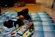 Dachshund playing with giggling baby