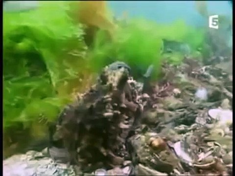 Les Mystères De La Pieuvre Documentaire Complet 2014 VF YouTube Documentaire Francais Com