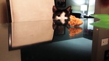 The best funny of 2016 My Cat Tiffany goes for the Chicken Funny Short and cute and silly kitty