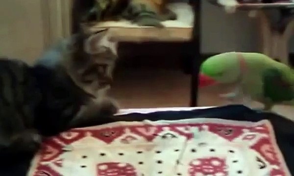 Кот на свою голову научил попугай мяукает
