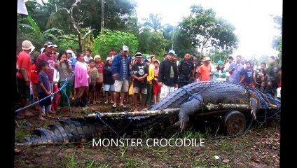 Vous connaissez ces animaux mais auriez-vous pensé qu'ils puissent être aussi ENORMES ???