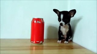 Hermoso Cachorro Chihuahua Mini Toy Cabeza de Manzana Hocico Corto Stop 90°
