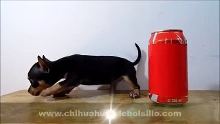 Cachorros Chihuahua Cabeza de Manzana en Venta