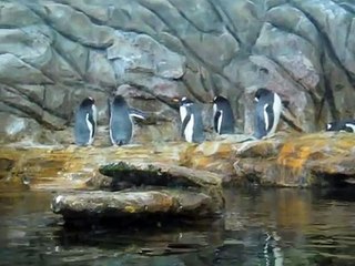 Gentoo Penguin