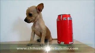 Chihuahua Cabeza de Venado Mini Toy Bolsillo Teacup
