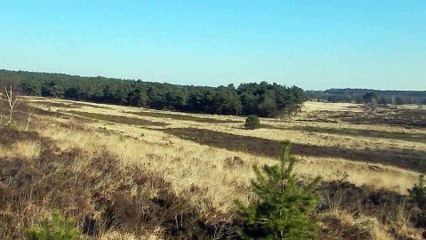 workhorses & Zeppo, Rozendaal Heath