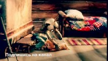Советские мультфильмы: Волк и телёнок - Мультики для детей