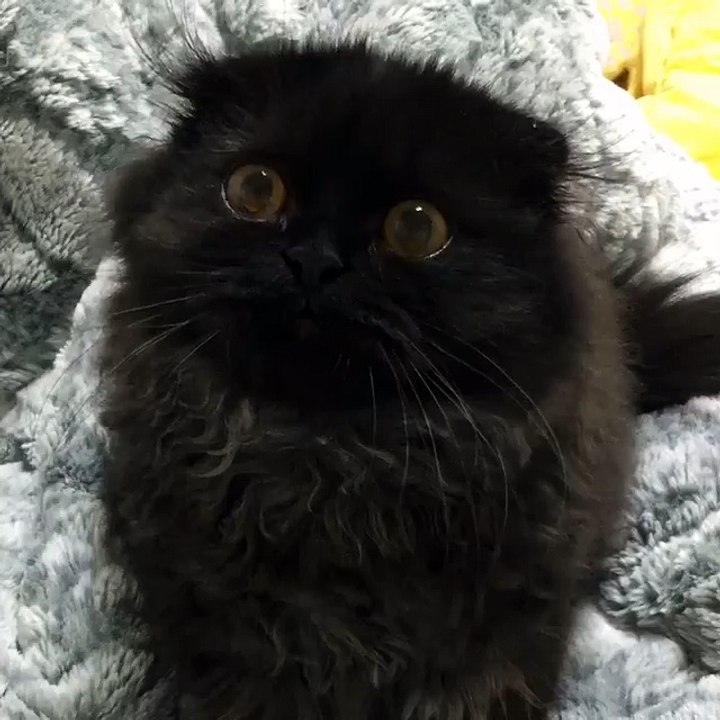 Huge eyed small kitty...