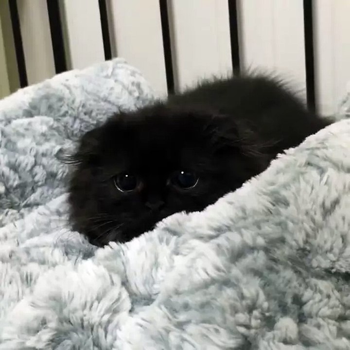 Kitty is stealthy...