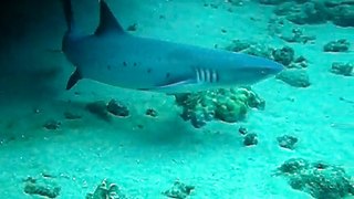 Reef Shark - Black Rock Maui June 2009