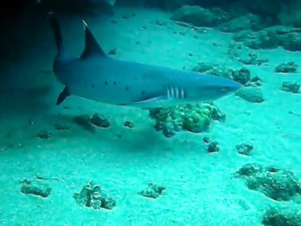 Reef Shark - Black Rock Maui June 2009