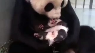 A happy mama panda and her baby...